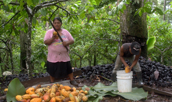 In the lush rainforest of Bocas del Toro, Panama, an indigenous cacao farmer and his famil